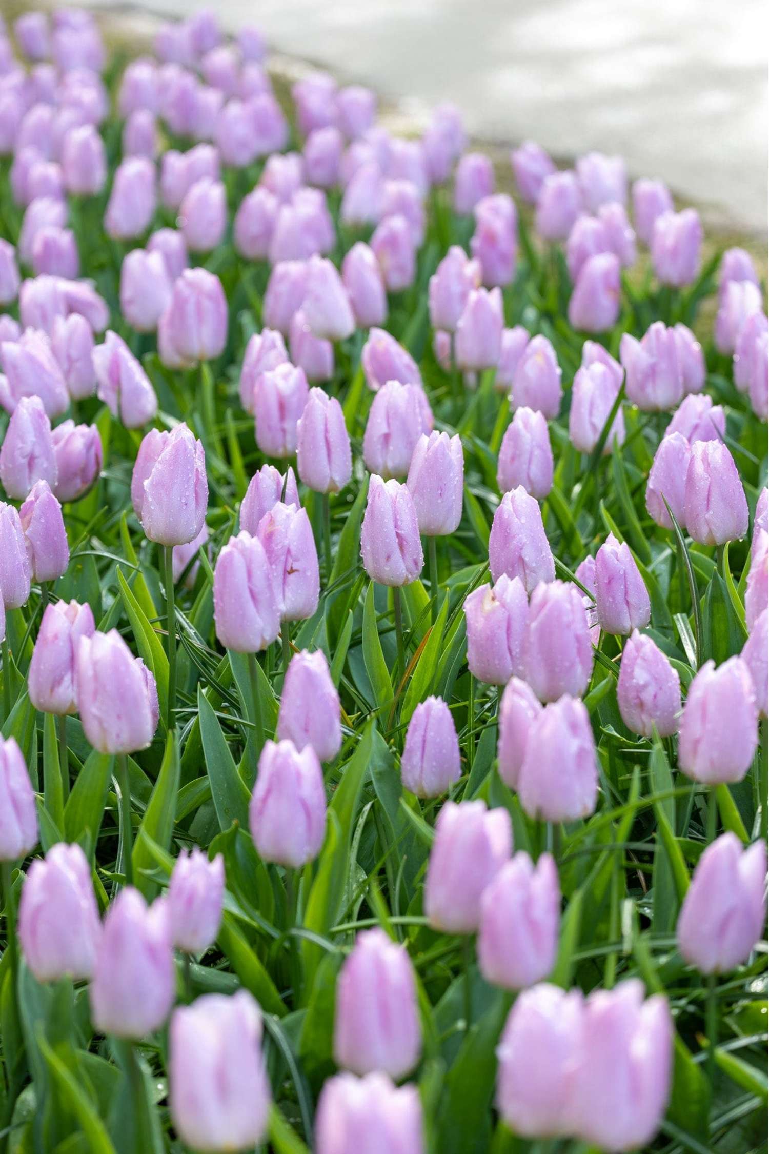 Tulppaani 'Candy Prince'